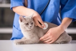 Choroba wątroby u kota: objawy i leczenie