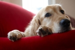 Choroba wątroby u psów: objawy i leczenie