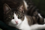 Choroba nerek u kotów: objawy i leczenie