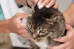 Choroby uszu u kotów: objawy i leczenie