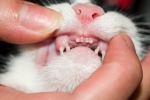 Choroby zębów u kotów: objawy i leczenie