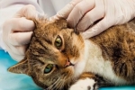Rany z zapachem u kota: dlaczego się pojawiają i jak są leczone?