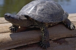 Żółw bagienny w domu