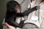 Bonobo - szympans karłowaty