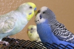 Okres godowy u papug i jego cechy