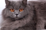 Kot brytyjski długowłosy - wygląd, charakter rasy i zachowanie