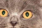 Kot brytyjski krótkowłosy: zwyczaje, opis i charakterystyka rasy oraz dużo zdjęć