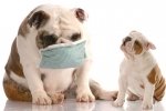 Zapalenie oskrzeli u psów: objawy i leczenie