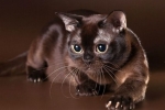 Kot birmański: opis rasy i charakteru, zdjęcie