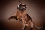 Kot birmański: opis rasy i pielęgnacja zwierząt