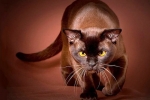 Kot birmański: opis rasy