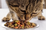 Czym pokarm dla wykastrowanych kotów różni się od zwykłego?