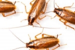 Dlaczego karaluchy są niebezpieczne? Sprawdzamy antenami, infekujemy łapami