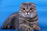 Jak rasa kotów szkockich podbija serca właścicieli