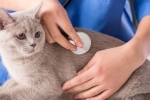 Co powoduje wydzielinę z macicy u kota i jak ją leczyć?