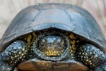 Żółw z czerwonej księgi - europejskie bagno