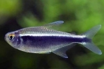 Czarne neony - piękna ryba o spokojnym temperamencie