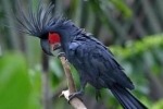 Kakadu czarna