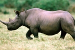 Czarny nosorożec to potężne zwierzę