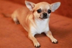 Chihuahua: charakterystyka rasy