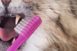 Myjemy zęby kota w domu: wskazówki jak i jak prawidłowo czyścić
