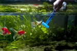 Czyszczenie akwarium z rybami i roślinami w domu