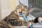 Mycie zębów kota