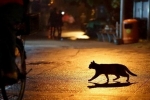 Przez ulicę przeszedł czarny kot: co nadaje wróżba, co robić i jak unikać negatywności