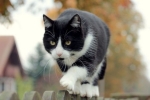 Czarno-biały kot