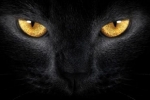 Czarne koty: zasady zakupu i funkcje konserwacji