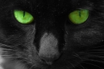 Czarny kot z zielonymi oczami