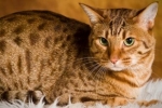 Czym jest toksoplazmoza u kota i jak niebezpieczna jest ta choroba