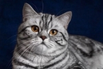 Jaka jest rasa kotów z reklamy „whiskas”