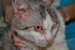 Demodektyczny świerzb u kotów: objawy i leczenie w domu
