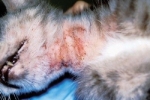 Zapalenie skóry u kotów: przyczyny i leczenie