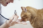 Zapalenie skóry u kota: objawy i metody leczenia