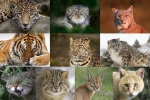 Dzikie koty: gatunki zwierząt, cechy i styl życia