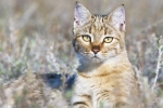 Dzikie koty stepowe – styl życia, charakter, możliwość udomowienia