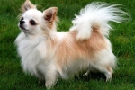 Chihuahua długowłose: pielęgnacja i pielęgnacja