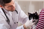„Doksycyklina” dla kotów: instrukcje użytkowania
