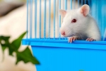 Szczury domowe - opieka i karmienie w domu podczas choroby