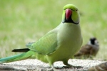 Domowy naszyjnik papuga: zawiłości pielęgnacji i konserwacji