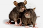 Szczur domowy: utrzymanie, opieka i choroby