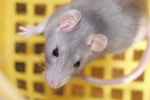 Dom dla szczurów diy - ważne aspekty