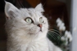 Formy nadczynności przytarczyc u kotów i jak je leczyć