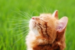 Wąsy i dlaczego koty ich potrzebują