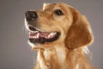 Zapalenie żołądka u psa: objawy, leczenie