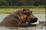 Gdzie mieszka hipopotam i co je??