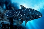 Gdzie zamieszkuje coelacanth - starożytna ryba z płetwami krzyżowymi