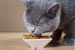 Jakim jedzeniem karmić brytyjskiego kota?